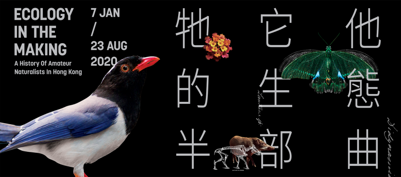 Ecology in the Making: Hong Kong’s First Historical Exhibition on Amateur Naturalists— the surprising ways amateurs helped create the ecology we know (English only)